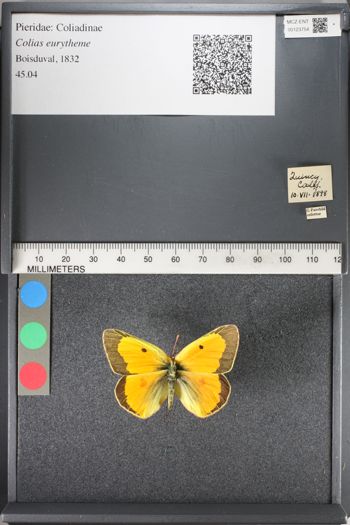 Media type: image;   Entomology 123754